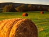 Virginia | Willowsford
