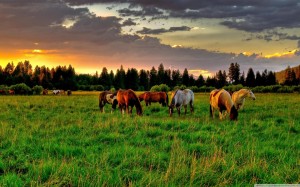 horses_grazing_in_a_field-wallpaper-1440x900